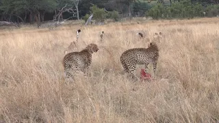 African wild dogs kleptoparasitizing cheetahs in Hwange National Park, Zimbabwe 22 June 2018