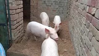 Large white Yorkshire Pig Farm.