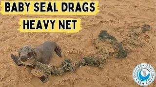 Baby Seal Drags Heavy Net