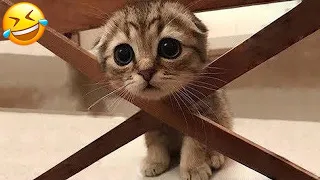 New Funny Animals 😂 Funniest Cats and Dogs Videos 😺🐶 #72