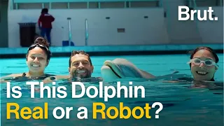 Meet The Robot Dolphin