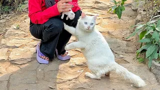 Worried mother cat thinking we stole her kittens because she already lost her one kitten!