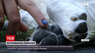 Новини України: замість грумінгу ветеринари випадково стерилізували собаку