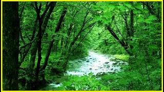 【ASMR風】1時間 自然音 落ち着く森の音 3hour Nature Sounds of a forest for Relaxing