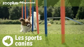 L'agility pour chien et le dog dancing | Magazine zooplus