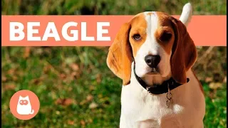 Tout savoir sur le Beagle