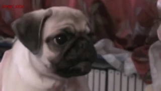 Мопсы   Приколы с мопсами  Смешные мопсы   Pugs   Fun with pugs   Funny Pugs 1