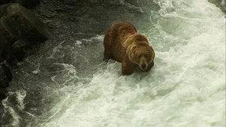 How Much Salmon Can a Kodiak Bear Devour?