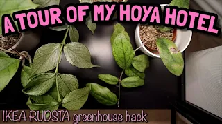 RUDSTA Hoya Hotel | Ikea Plant Cabinet with Grow Lights