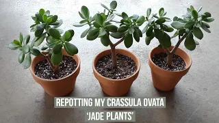 Separating & repotting my Crassula Ovata Jade plants