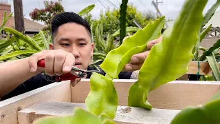 E4: How to Grow Dragon Fruit From Cutting to Fruit