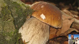 Unpublished video of a beautiful collection of porcini mushrooms of the year 2011