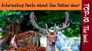 TOP-10. The best: Interesting facts about the fallow deer