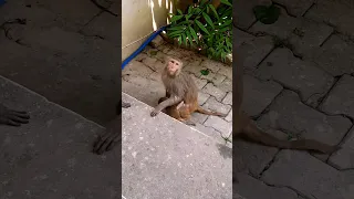 monkey baby video #monkeyvideo #bandar #monkey