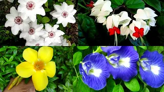 गमलों के लिए फूलों वाली बेल पौधों के नाम, top flowering vines climbers creepers for pots name