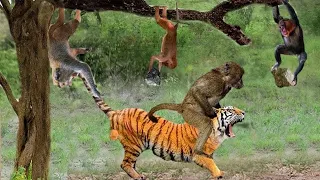 Tiger VS Monkey ! The Tigers is Helpless Before The Cunning And Mischief Of The Monkeys