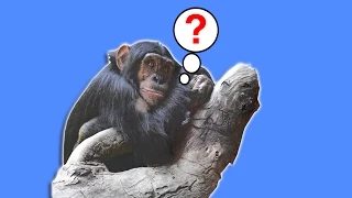 EVOLUTION | Why Are There Still Monkeys? | BRITLAB