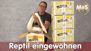 Reptil richtig eingewöhnen !? | Unboxing | Versand mit Tierspedition | Reptil TV