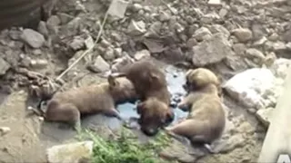 Щенки застряли в смоле. Они отчаянно скулили, но не могли выбраться, внезапно их плач услышали они…