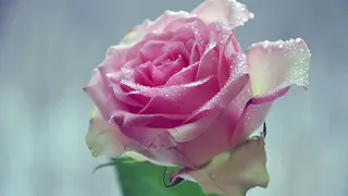 Александр Добрынин- Розовые розы