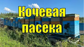 РЕПОРТАЖ С КОЧЕВОЙ ПАСЕКИ!!!