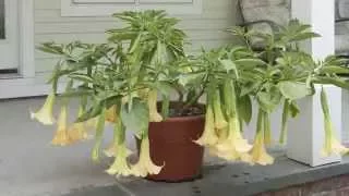 Delightfully Fragrant Angel’s Trumpets