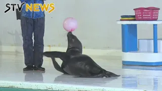 人気のイルカショーに歓声　おたる水族館が通常営業スタート　北海道・小樽