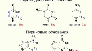 ЛЕКЦИЯ 7.  НУКЛЕИНОВЫЕ КИСЛОТЫ