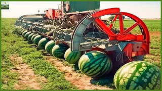 How to produce and Harvest 100 Million Tons of Watermelons | Modern Agriculture