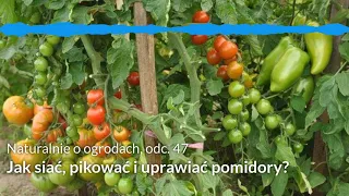 NoO 47: Jak siać, pikować i uprawiać pomidory? I Ogród warzywny