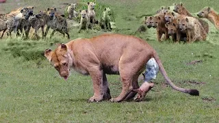 Lions baby was born in Hyenas territory! Hyenas attack Lion cubs After Mother Lion Giving Birth