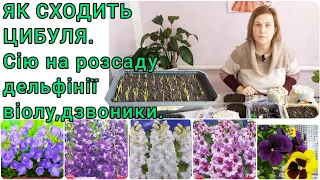 Сію БАГАТОРІЧНІ КВІТИ в рулон🌺Як СХОДИТЬ ЦИБУЛЯ🧅#квіти#сад#цибулязрозсади#виола#дельфиниум#насіння