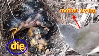 the ants attack the baby birds and the mother tries to help