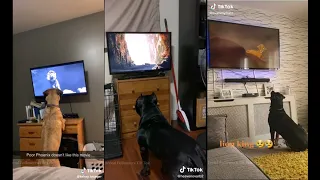 Dogs React To 'The Lion King' | TikTok Dogs | TikTok