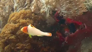 一刀未剪系列 沒有配樂 雙色鯨鸚哥魚幼體 Two-colored parrotfish  Cetoscarus bicolor (juvenile)