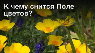 К чему снится поле цветов? Толкование сна и его значение по сонникам Миллера и Фрейда