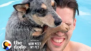 Woman Convinces Her Husband To Adopt A Dog...Over And Over | The Dodo You Know Me Now Meet My Pet