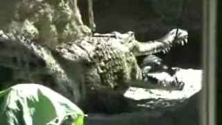 Crocodile attacks turtle (full)