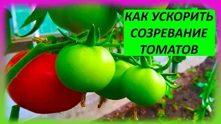 Это ускорит созревание томатов на две недели и увеличит размер плодов в 2 раза. Томаты в июле.