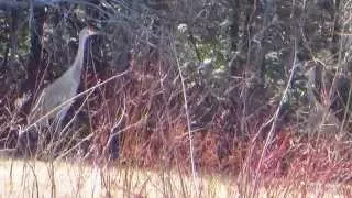 Sandhill Cranes Sherman Maine  May 5, 2015