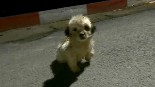 Stray Puppy In the Dark Gets Adopted And Can't Stop Jumping For Joy