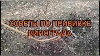 Рекомендация, для успешной прививки винограда.