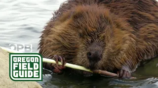 Could ‘Smokey Beaver’ help fight wildfires?