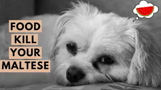 20 Human Foods Your Maltese Dog Should Never Eat