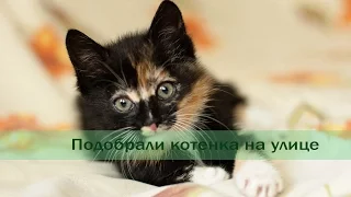 Подобрали котенка. План действий