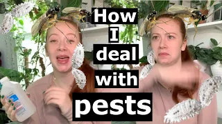 Pests! We all hate em | How i manage houseplant pests