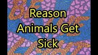 Abraham Hicks - Did You Know THIS IS WHY Animals Get Sick?