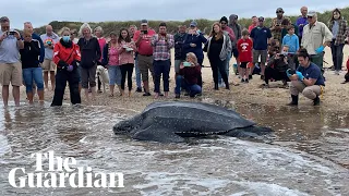 Giant leatherback sea turtle stranded on Cape Cod rescued by volunteers