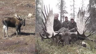 Monster Alaskan Bull Moose