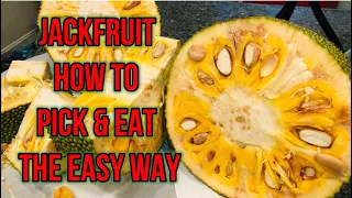 Jackfruit how to pick and eat the easy way🍀🌸